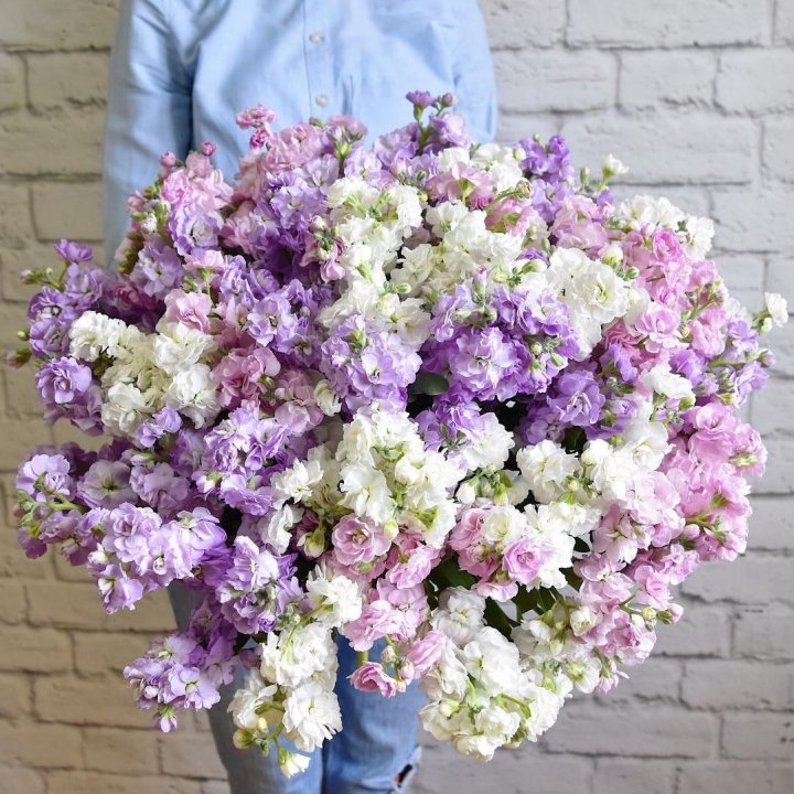 Облако маттиол в Ростове-на-Дону