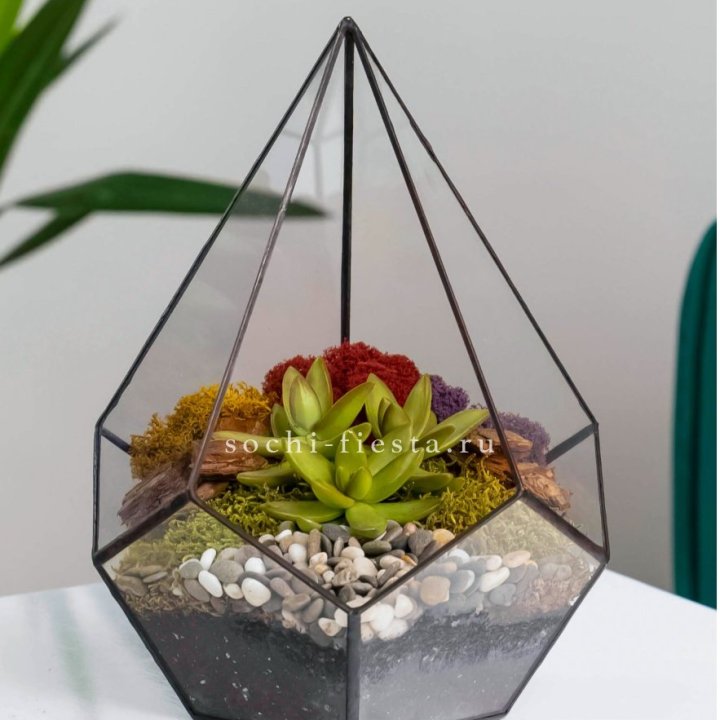 Флорариум Капля с суккулентом в Ростове-на-Дону
