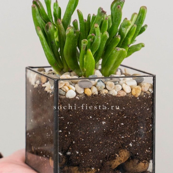 Флорариум Кубик с суккулентом Хоббит в Ростове-на-Дону