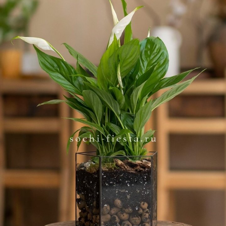 Спатифиллум в кашпо Пятиугольник в Ростове-на-Дону