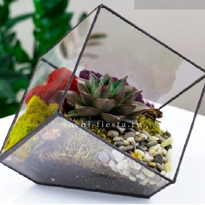 Флорариум Куб усеченный с суккулентом Каменная роза в Ростове-на-Дону