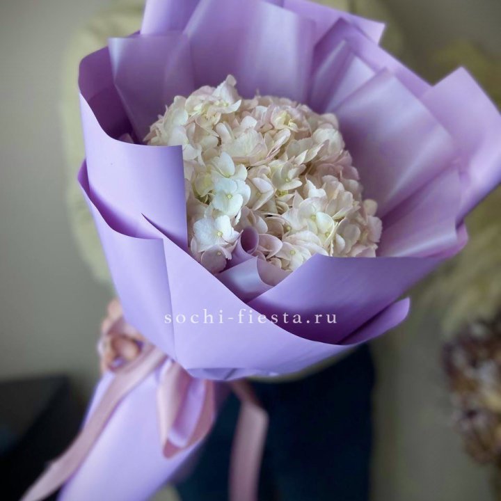 Гортензия розовая в Ростове-на-Дону