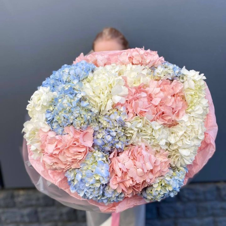 19 гортензий микс в Ростове-на-Дону