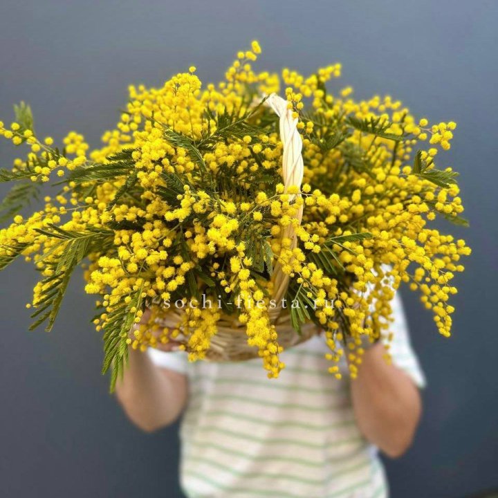 Весенняя корзина мимозы в Ростове-на-Дону