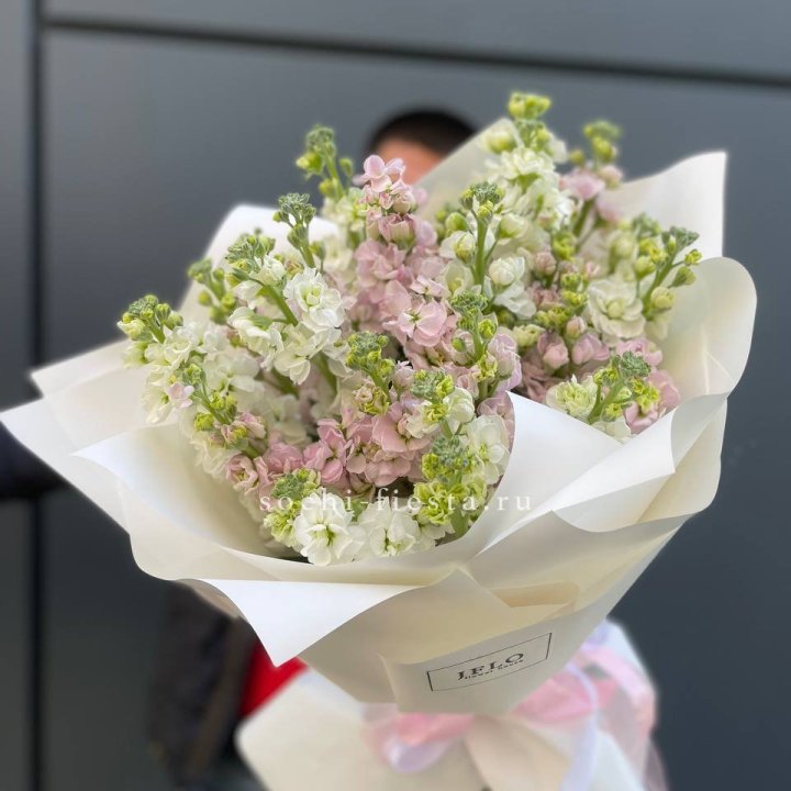 29 маттиол  в Ростове-на-Дону