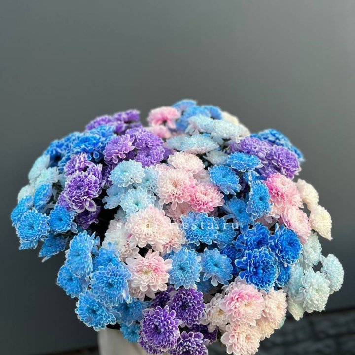 25 цветных хризантем в Ростове-на-Дону