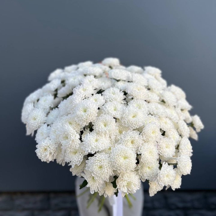  25 хризантем белых в Ростове-на-Дону