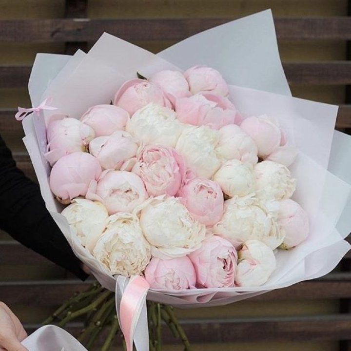 29 пионов в Ростове-на-Дону